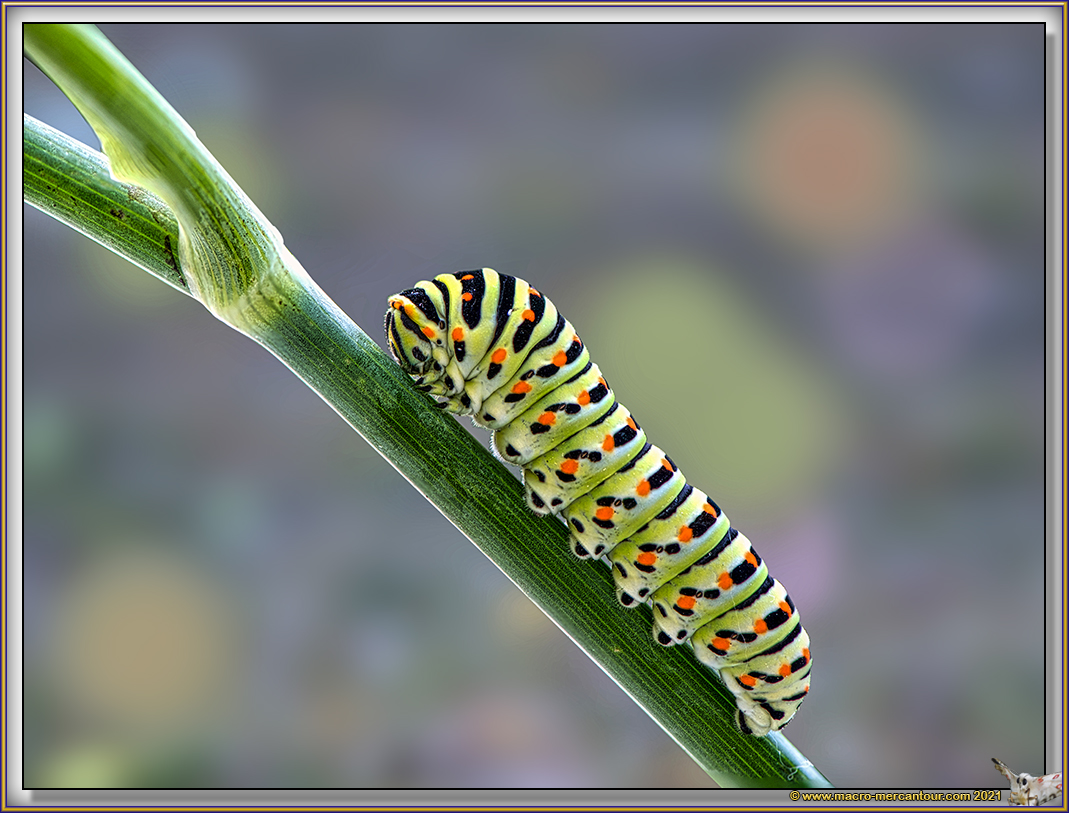 Chenille de Machaon